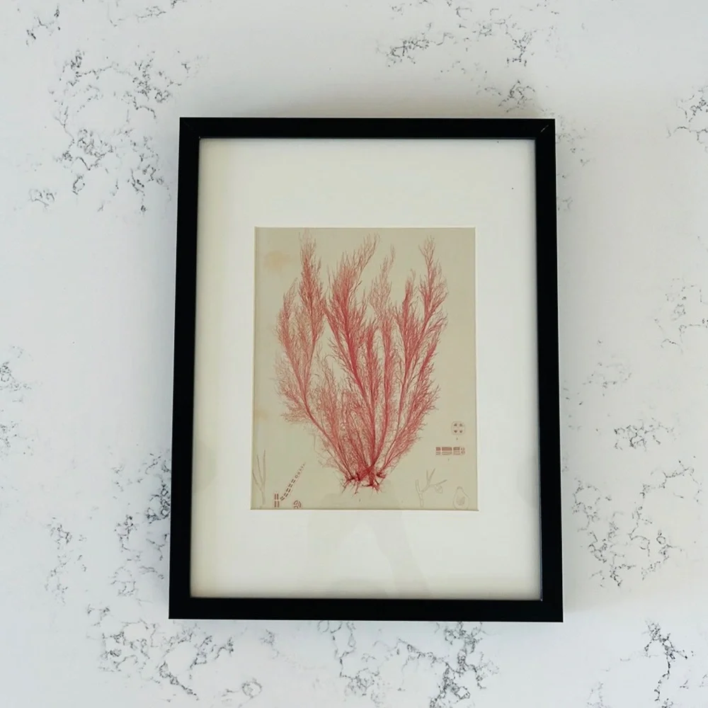 IKEA Minimalist Coral Wall Decor